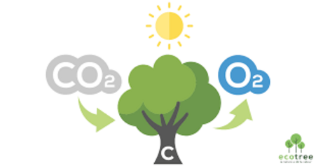 Planter 1000 arbres en 10 ans pour contribuer à absorber le CO2